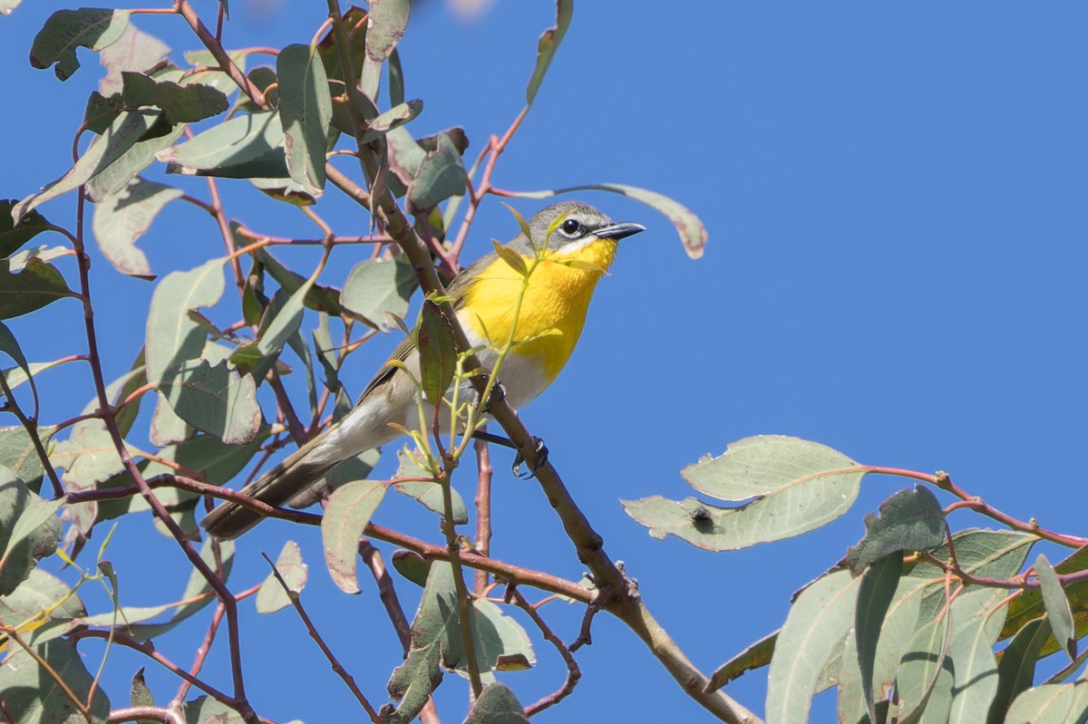 Yellow-breasted Chat - ML620344640