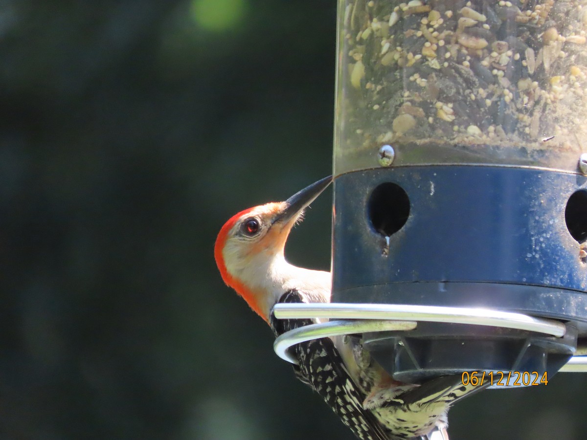 Red-bellied Woodpecker - ML620344646