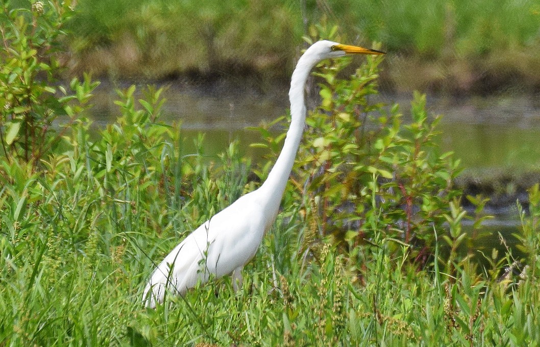 Great Egret - ML620344652