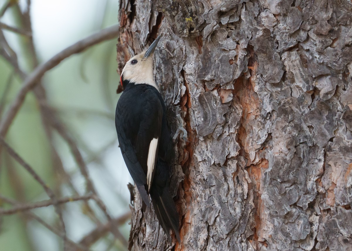 White-headed Woodpecker - ML620344656