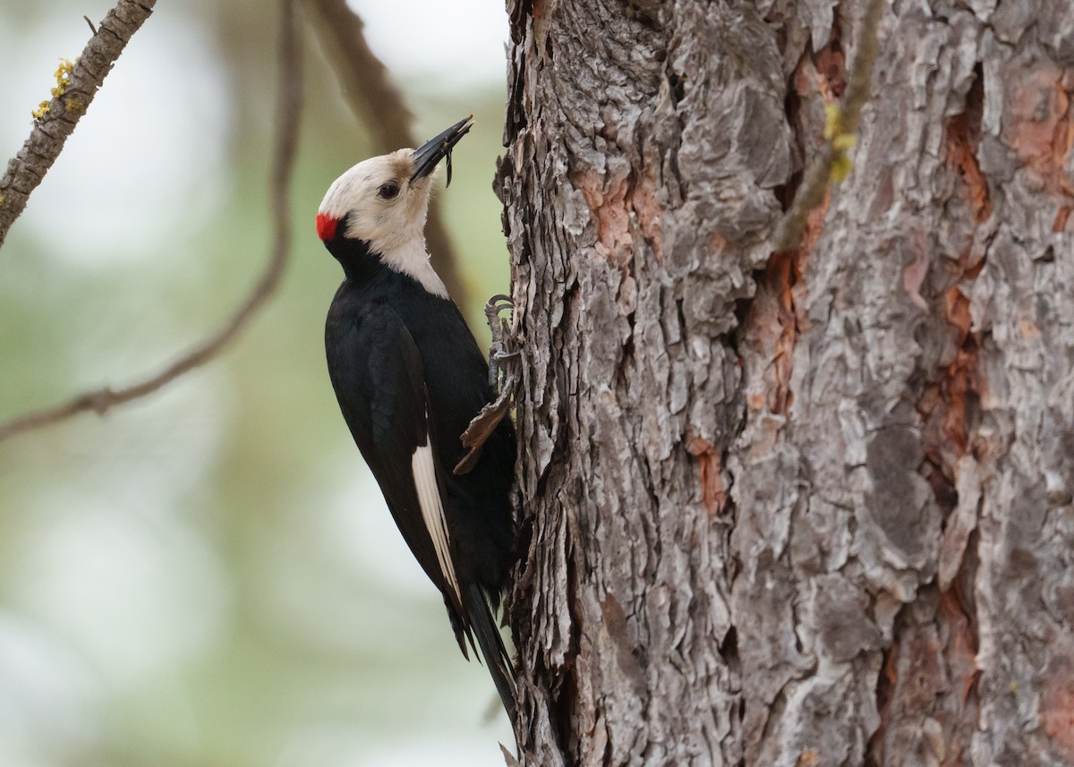 White-headed Woodpecker - ML620344657