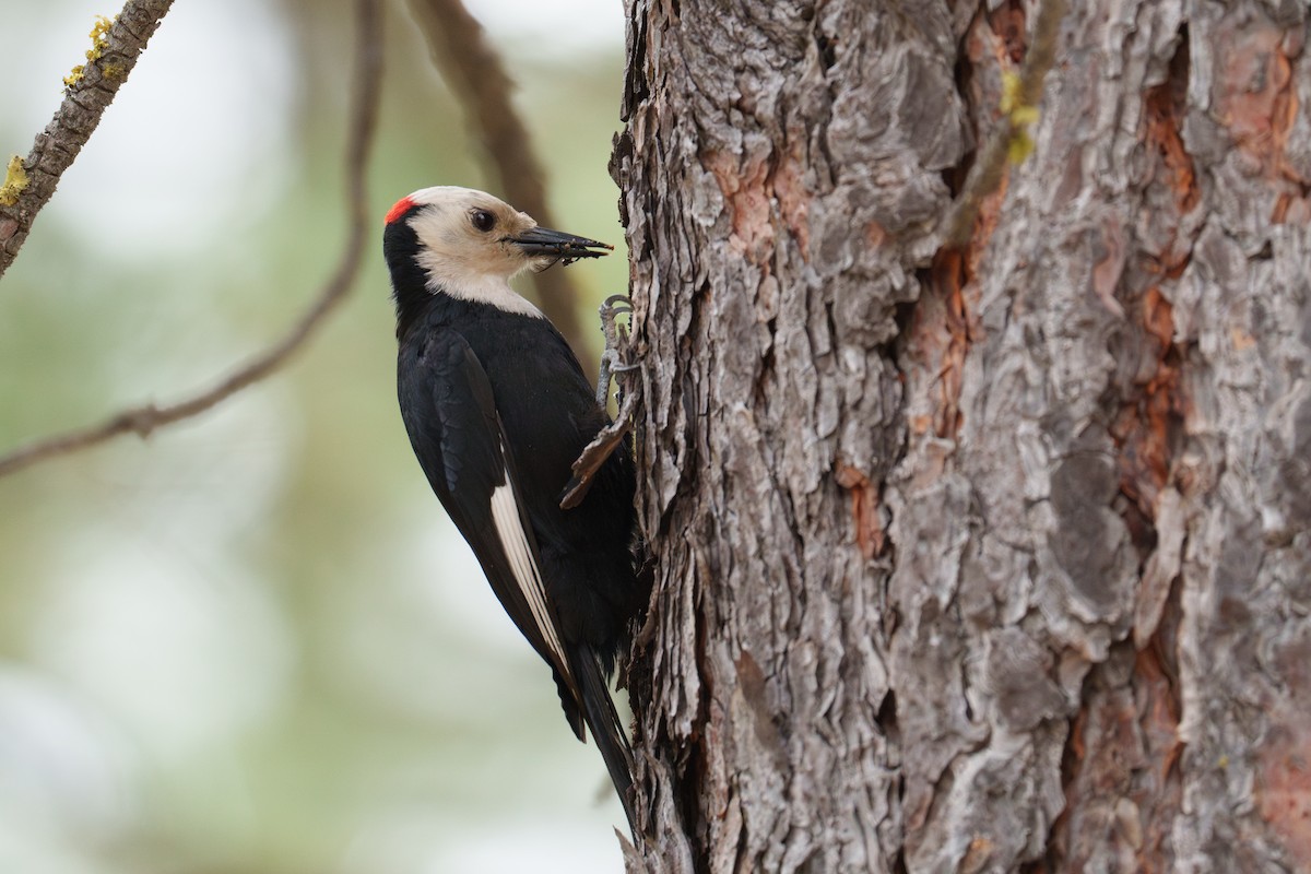 White-headed Woodpecker - ML620344658