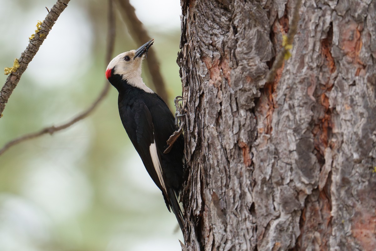 White-headed Woodpecker - ML620344660