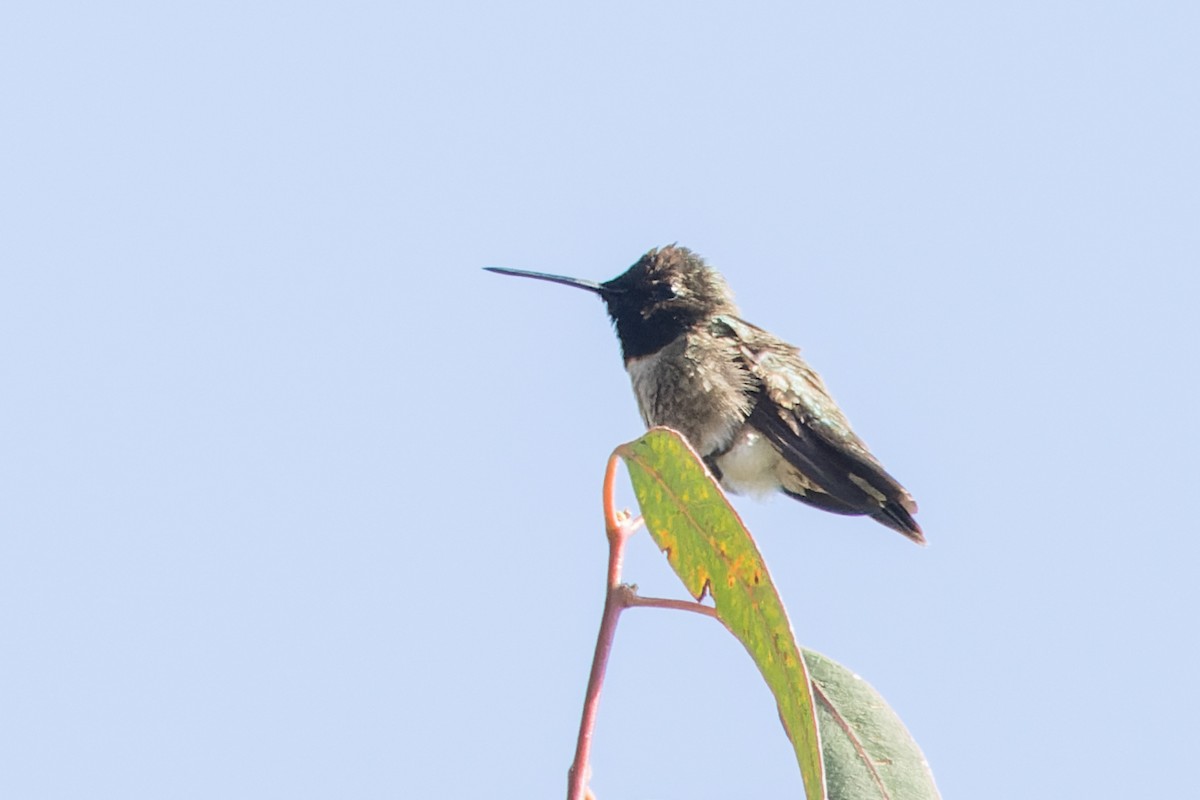 Black-chinned Hummingbird - ML620344661