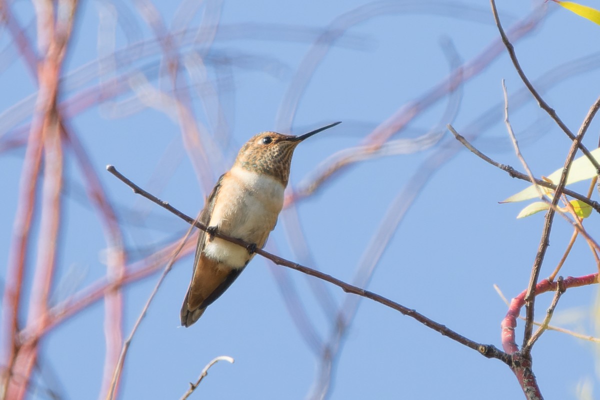 Allen's Hummingbird - ML620344667