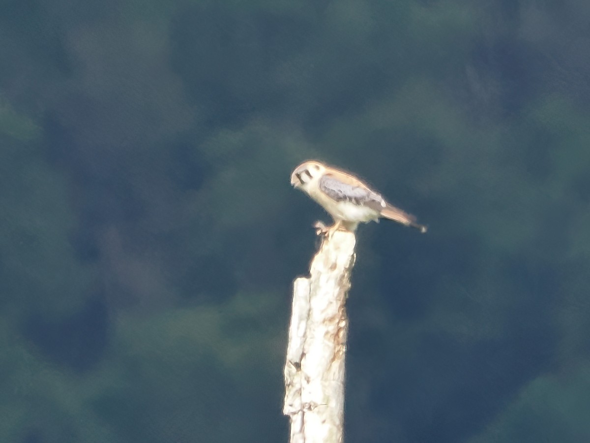 American Kestrel - ML620344686