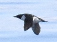 Thick-billed Murre - ML620344687
