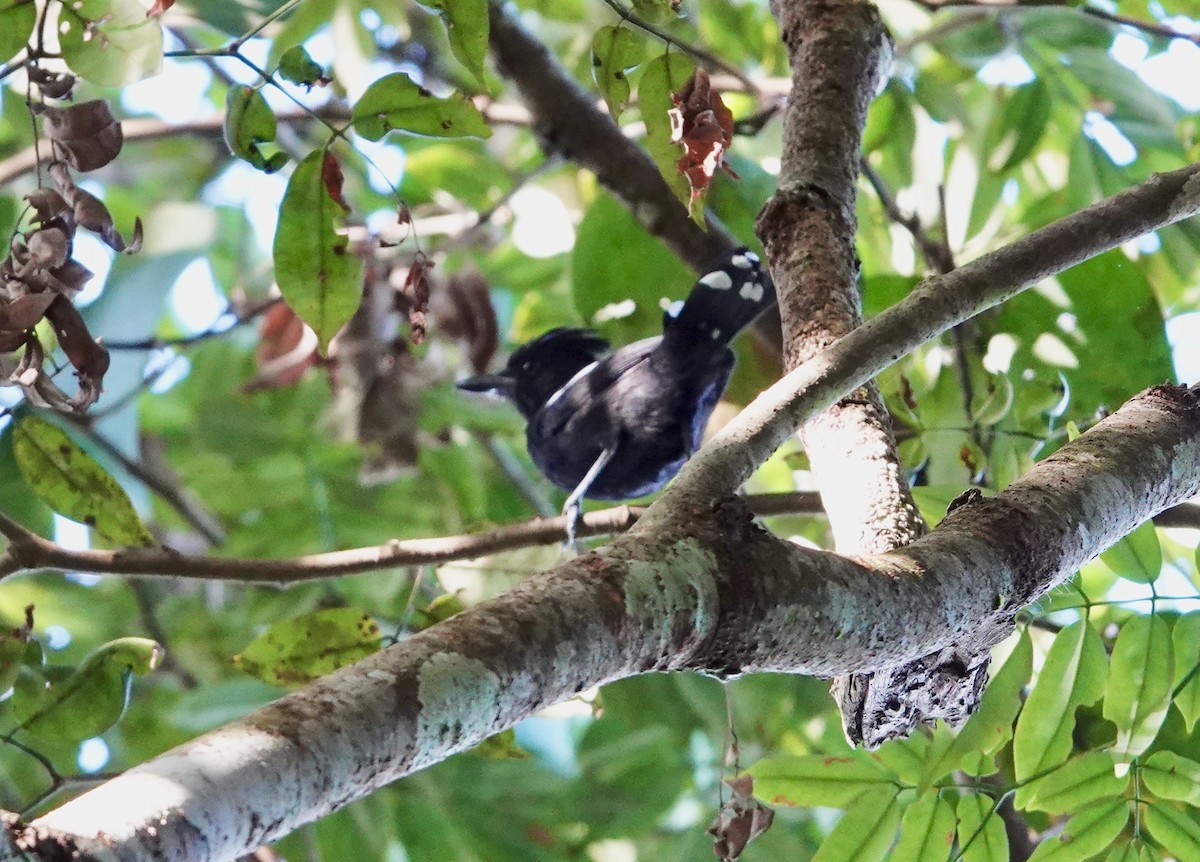 Glossy Antshrike - ML620344697