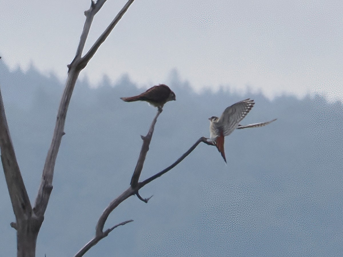 American Kestrel - ML620344700