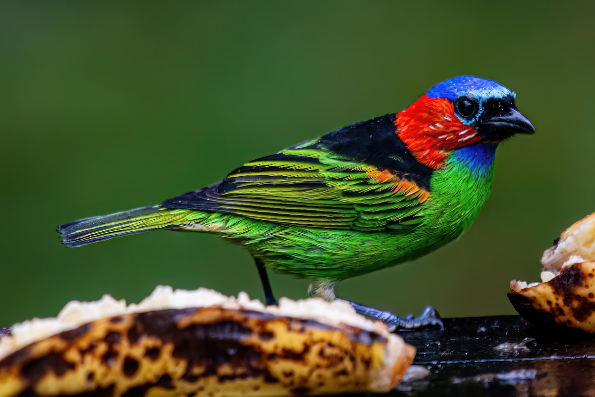 Red-necked Tanager - ML620344704