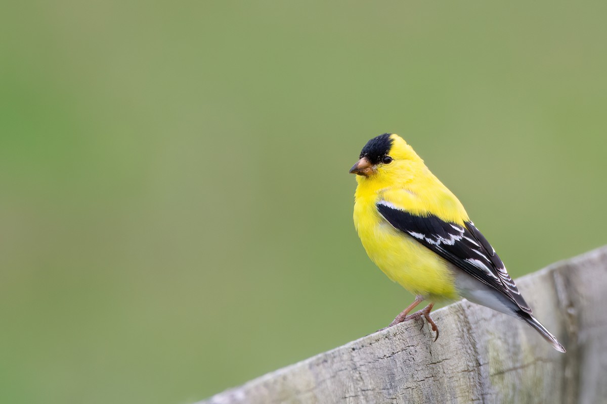 Chardonneret jaune - ML620344719