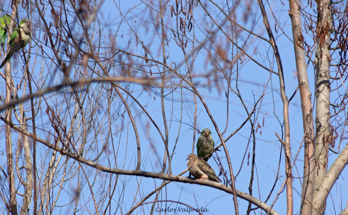 Monk Parakeet - ML620344721