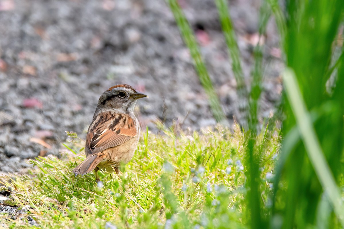 Swamp Sparrow - ML620344747