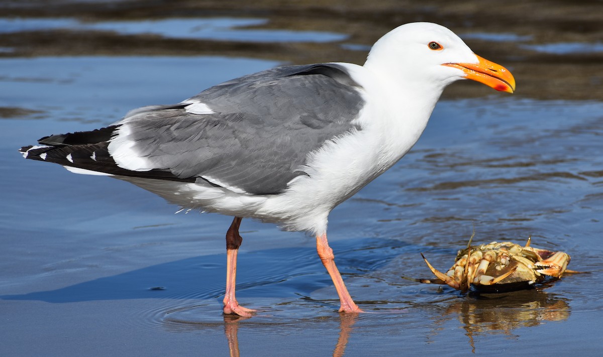 Gaviota Occidental - ML620344757