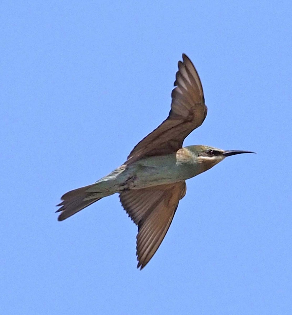 Blue-cheeked Bee-eater - ML620344761