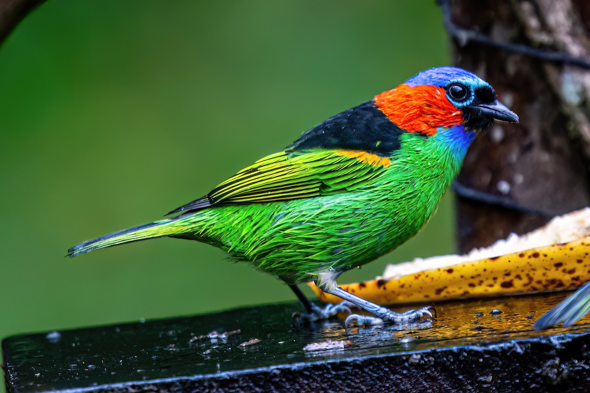 Red-necked Tanager - ML620344769