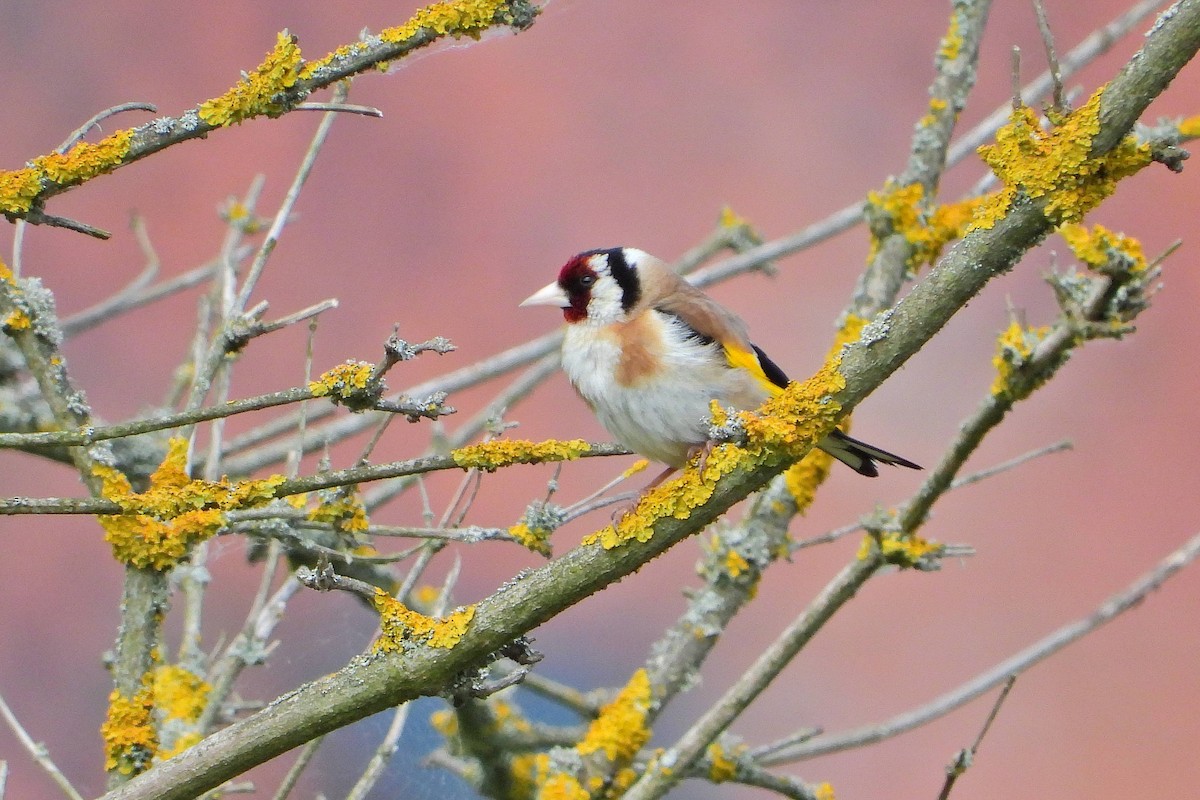 European Goldfinch - ML620344778