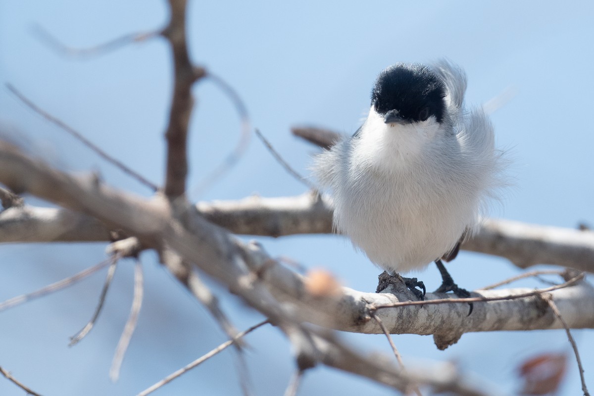 Yucatan Gnatcatcher - ML620344786