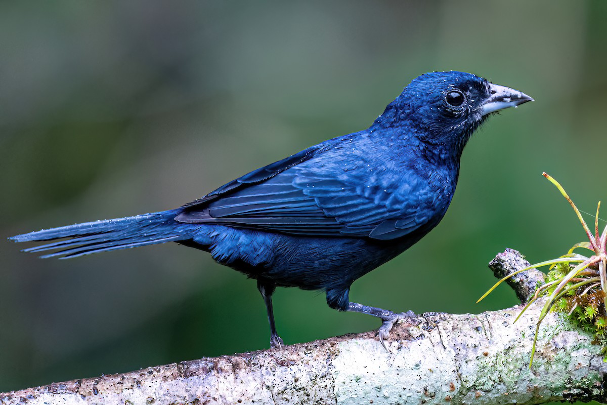 Ruby-crowned Tanager - Kurt Gaskill