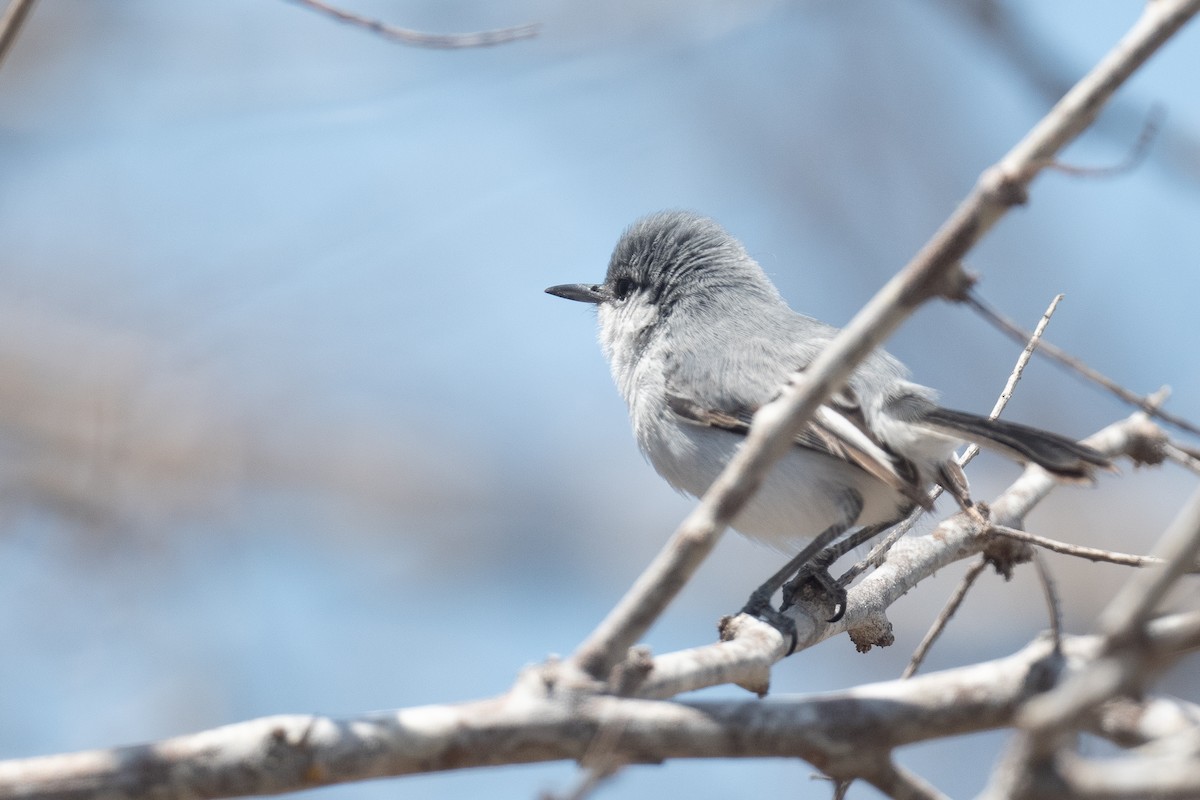 Yucatan Gnatcatcher - ML620344790