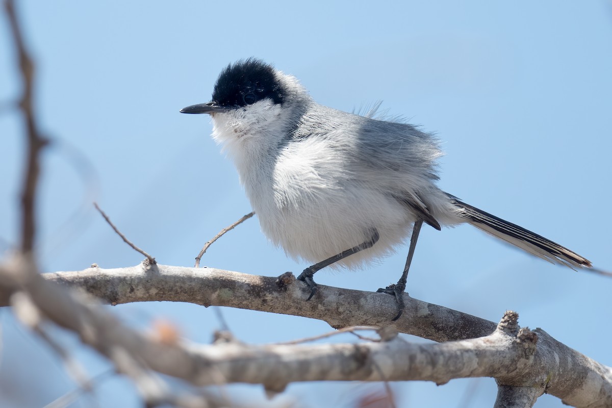 Yucatan Gnatcatcher - Ben  Lucking