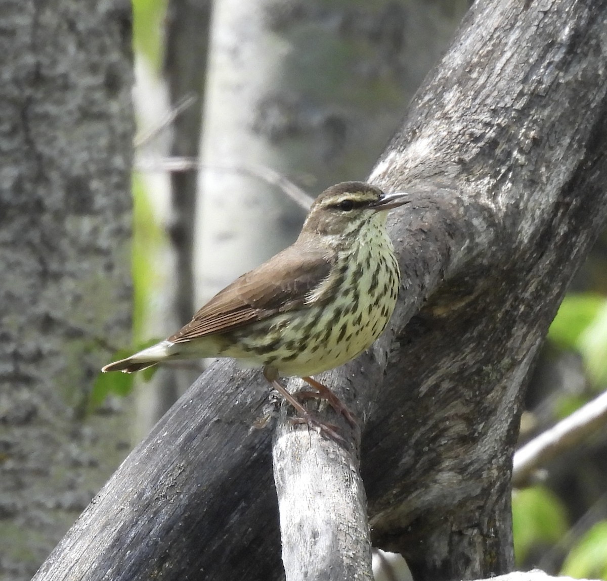 Northern Waterthrush - ML620344799