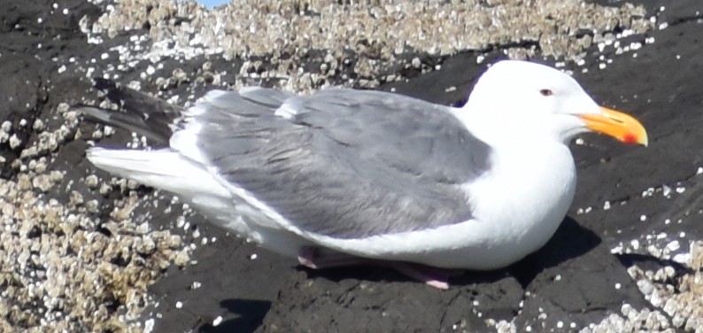 Western x Glaucous-winged Gull (hybrid) - ML620344801