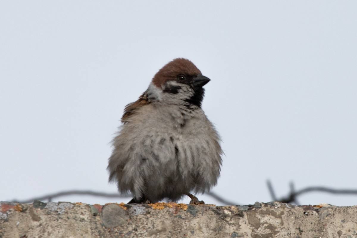 Eurasian Tree Sparrow - ML620344817