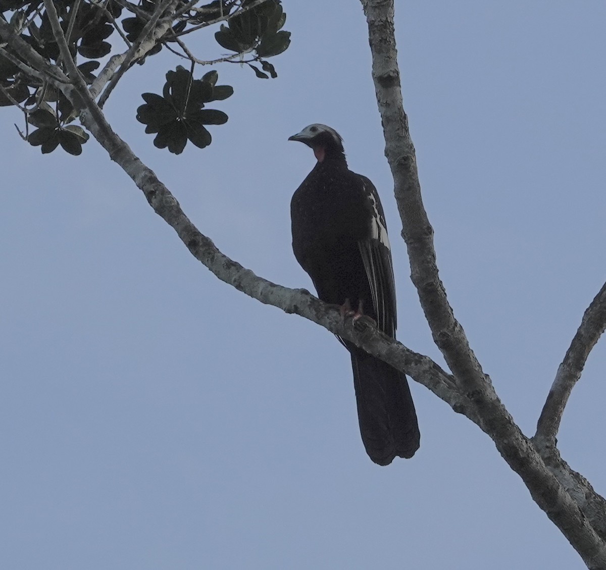 Red-throated Piping-Guan - ML620344822