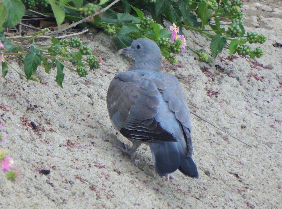 Common Wood-Pigeon - ML620344826