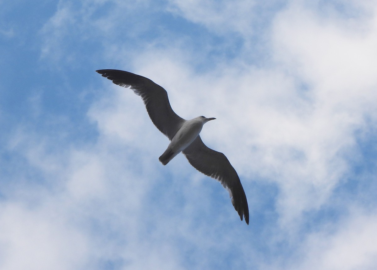 Audouin's Gull - ML620344829