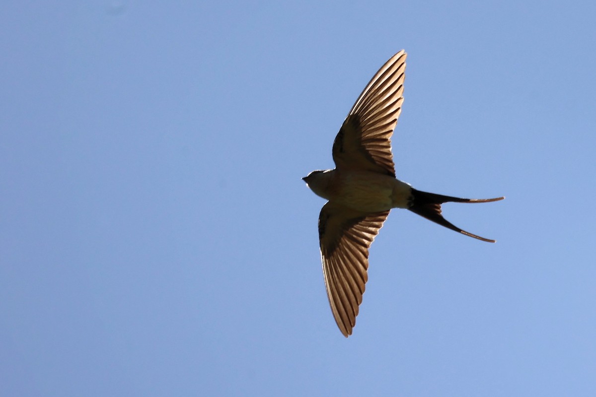 Red-rumped Swallow - ML620344831