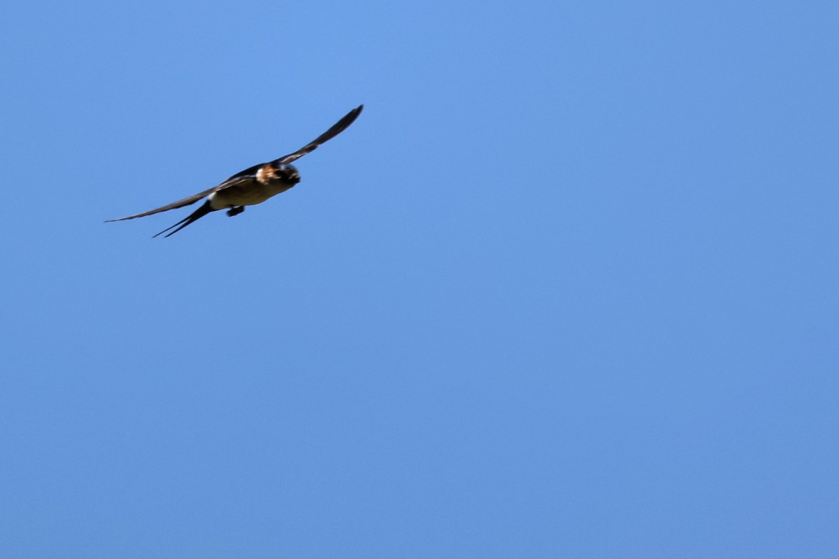 Red-rumped Swallow - ML620344832