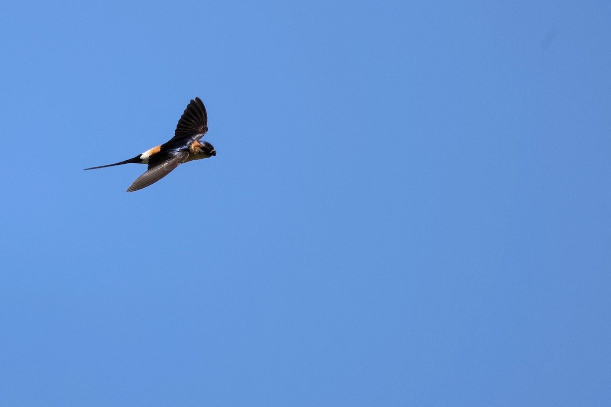 Red-rumped Swallow - ML620344833