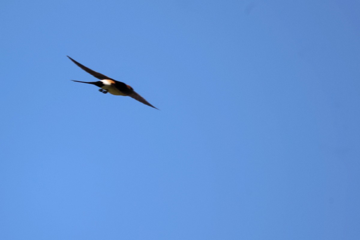 Red-rumped Swallow - ML620344834