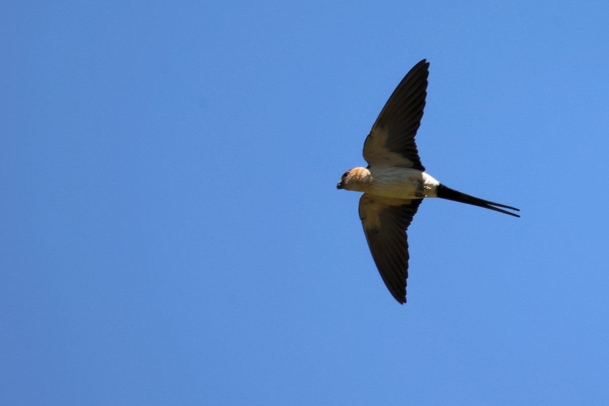 Red-rumped Swallow - ML620344835