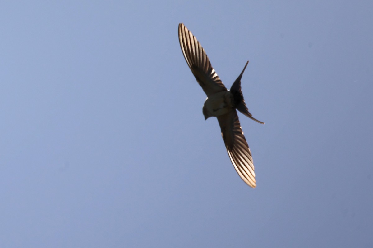 Red-rumped Swallow - ML620344837