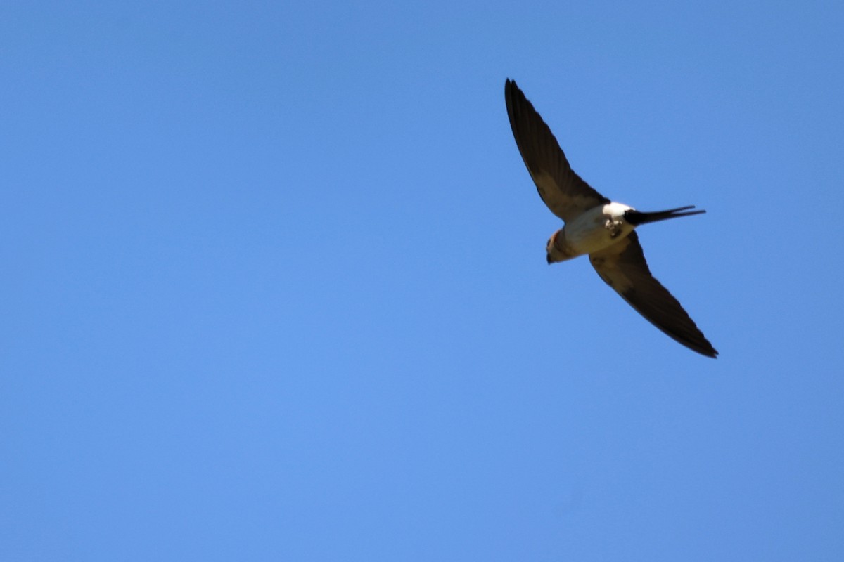 Red-rumped Swallow - ML620344838