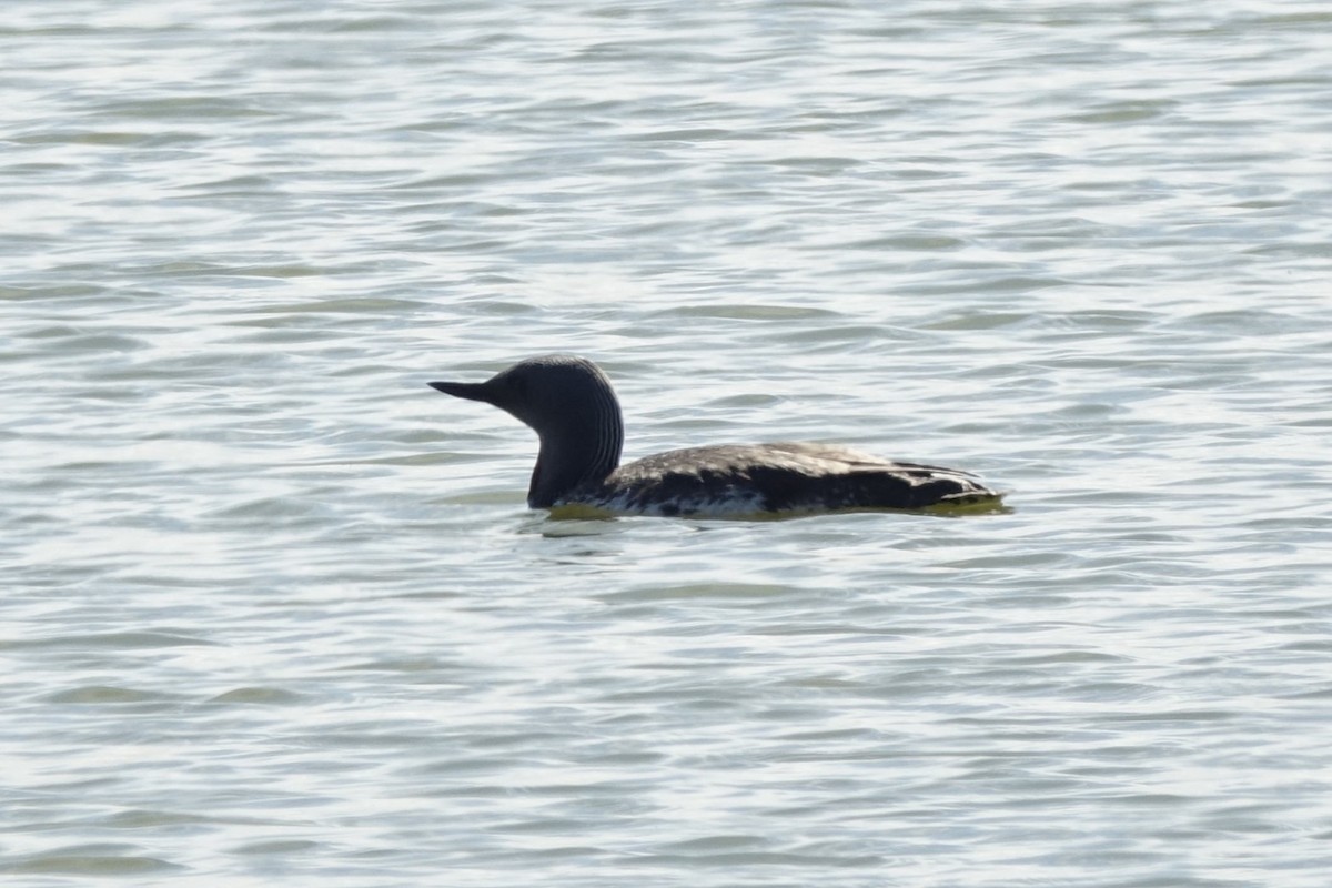 Red-throated Loon - ML620344839