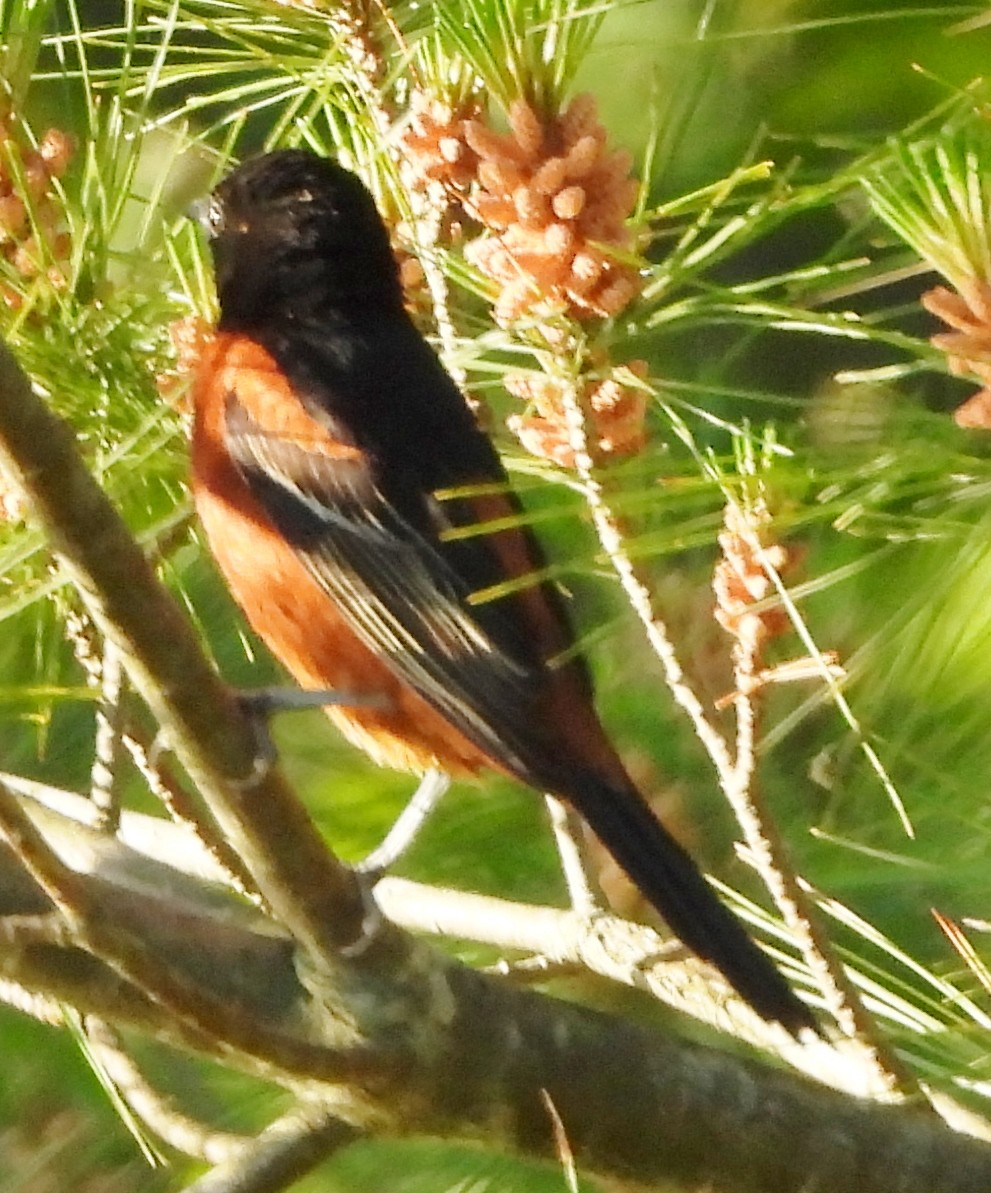 Orchard Oriole - ML620344843