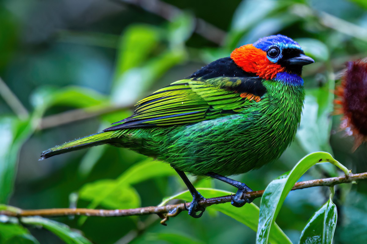 Red-necked Tanager - ML620344848