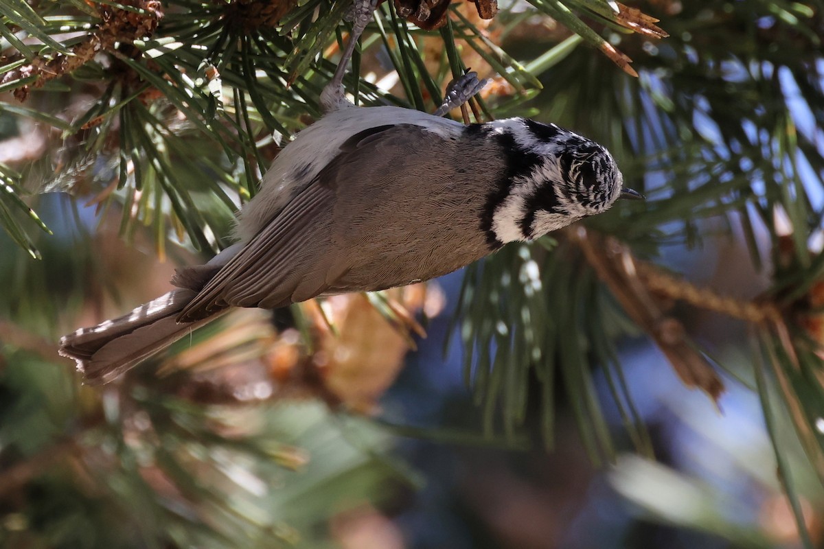 Crested Tit - ML620344851