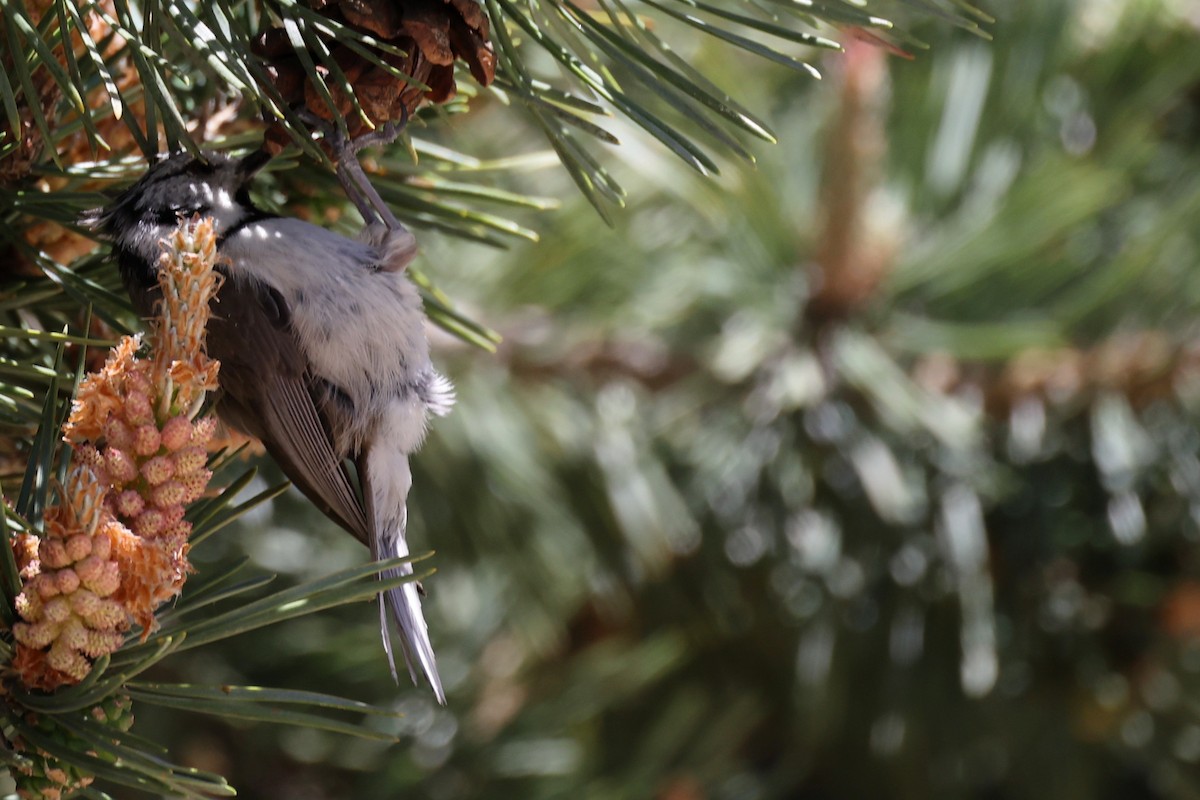 Crested Tit - ML620344852