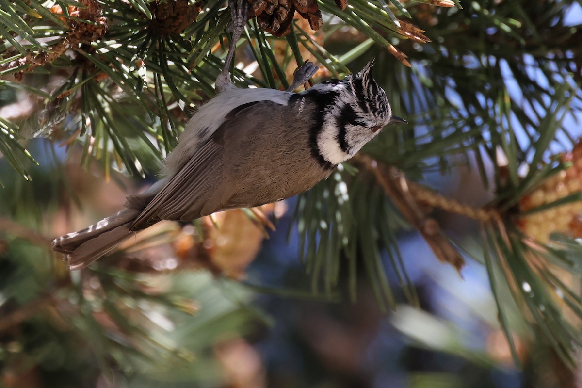 Crested Tit - ML620344853
