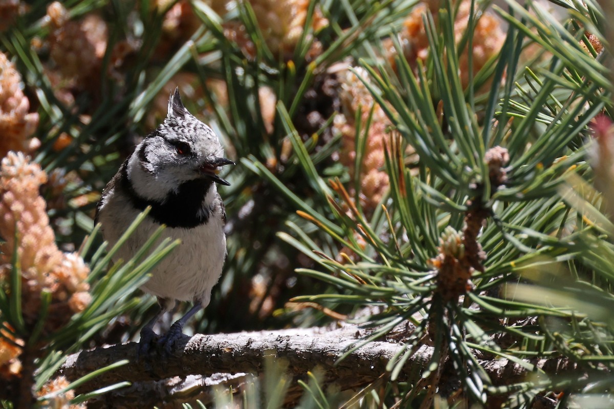 Crested Tit - ML620344854