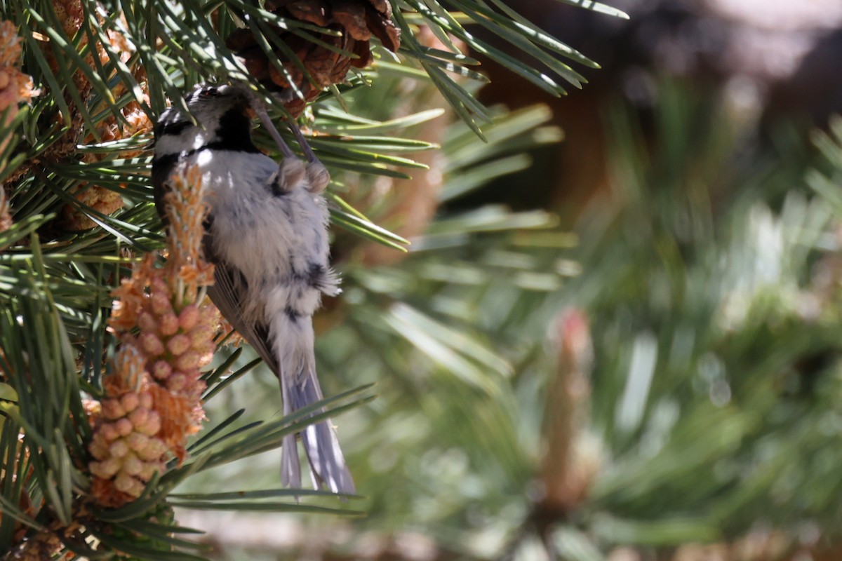 Crested Tit - ML620344855