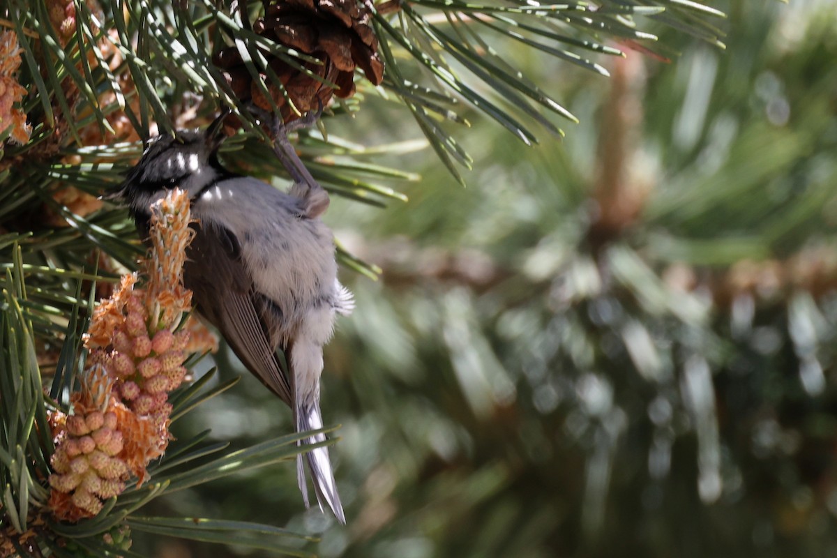 Crested Tit - ML620344856
