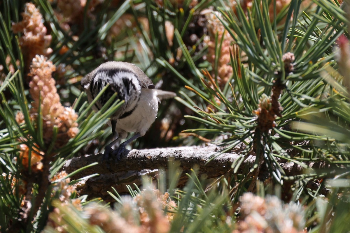 Crested Tit - ML620344857