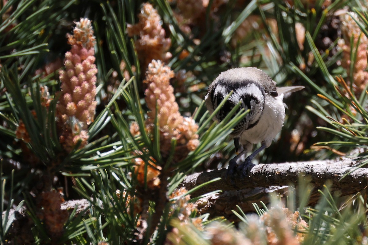 Crested Tit - ML620344858