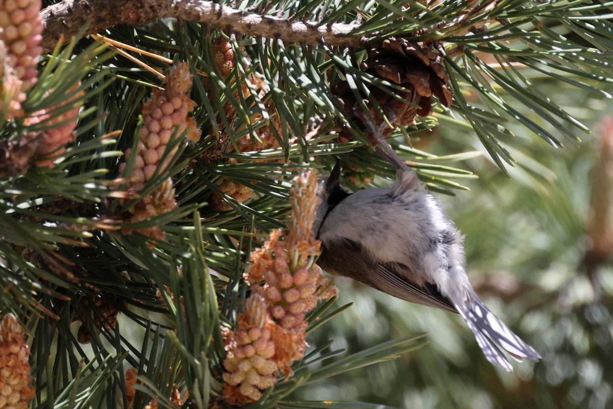 Crested Tit - ML620344859